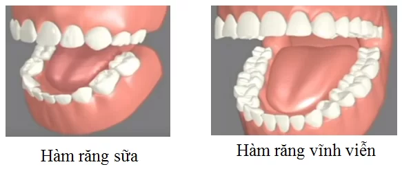 QUÁ TRÌNH MỌC RĂNG SỮA VÀ THAY RĂNG Ở TRẺ Dấu hiệu trẻ mọc răng và chăm sóc trẻ