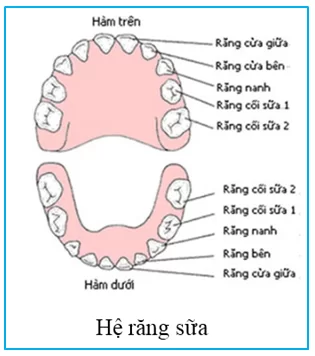 Quá Trình Mọc Răng Sữa Và Thay Răng Ở Trẻ Em Trình tự mọc răng sữa ở trẻ em